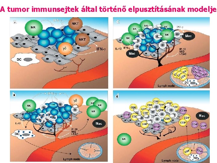 A tumor immunsejtek által történő elpusztításának modelje 