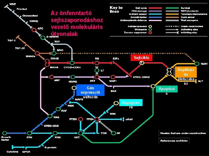 Az önfenntartó sejtszaporodáshoz vezető molekuláris útvonalak Sejtciklu s Replikáci ós életszaka sz Gén expresszió