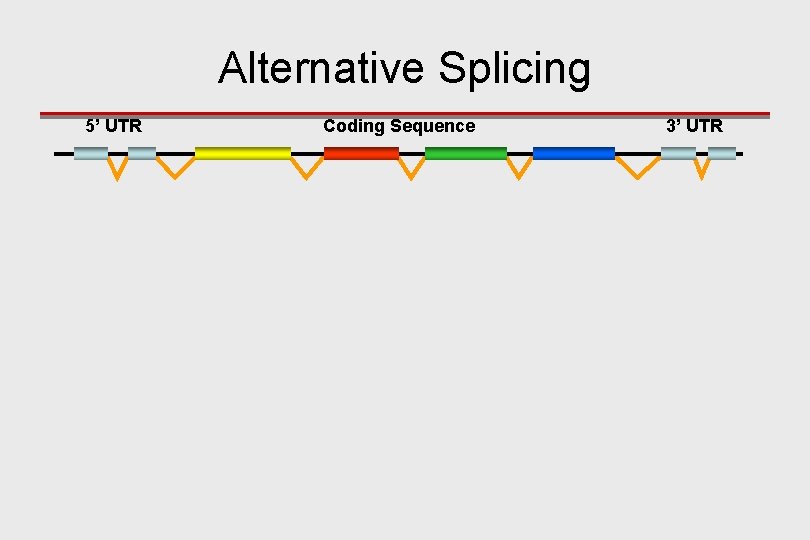 Alternative Splicing 5’ UTR Coding Sequence 3’ UTR 