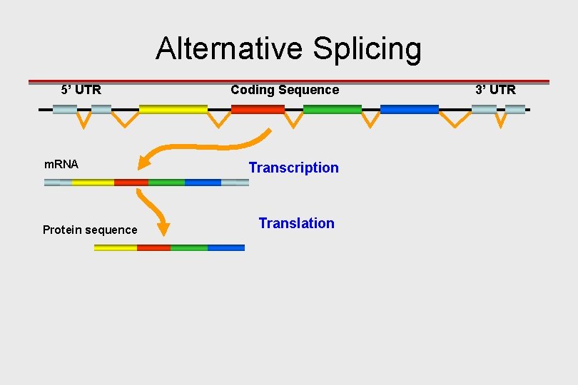 Alternative Splicing 5’ UTR m. RNA Protein sequence Coding Sequence Transcription Translation 3’ UTR