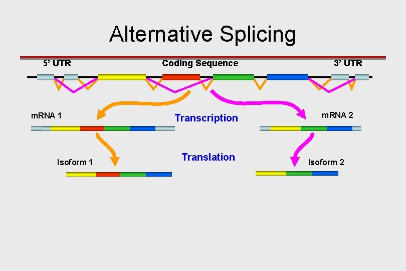 Alternative Splicing 5’ UTR m. RNA 1 Isoform 1 Coding Sequence Transcription Translation 3’