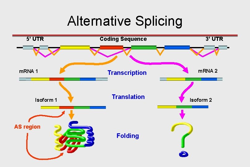 Alternative Splicing 5’ UTR m. RNA 1 Isoform 1 Coding Sequence Transcription Translation AS