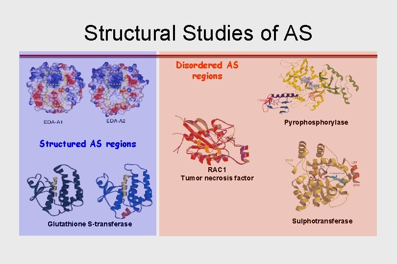 Structural Studies of AS Disordered AS regions Pyrophosphorylase Structured AS regions RAC 1 Tumor