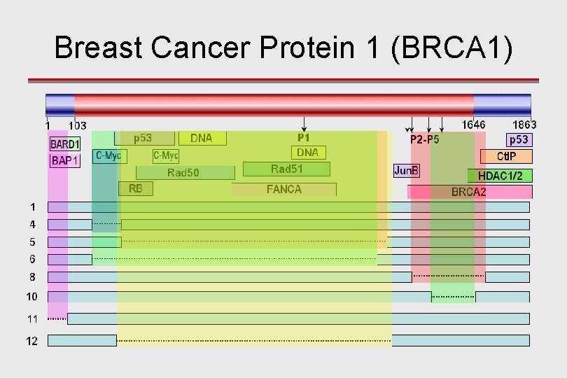 Breast Cancer Protein 1 (BRCA 1) 