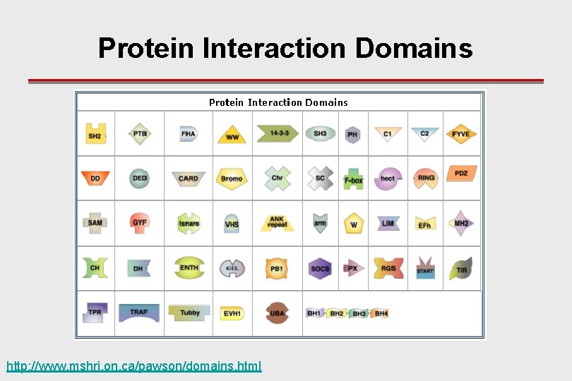 Protein Interaction Domains http: //www. mshri. on. ca/pawson/domains. html 