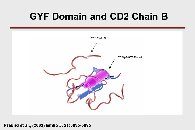 GYF Domain and CD 2 Chain B Freund et al. , (2002) Embo J.