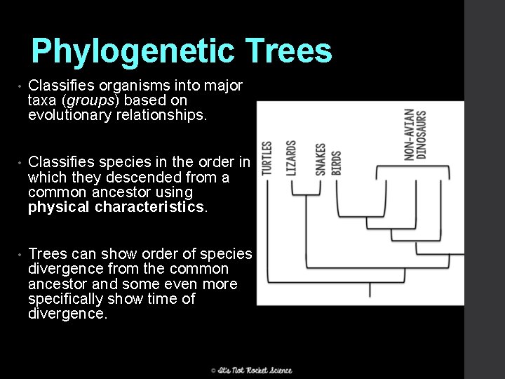 Phylogenetic Trees • Classifies organisms into major taxa (groups) based on evolutionary relationships. •