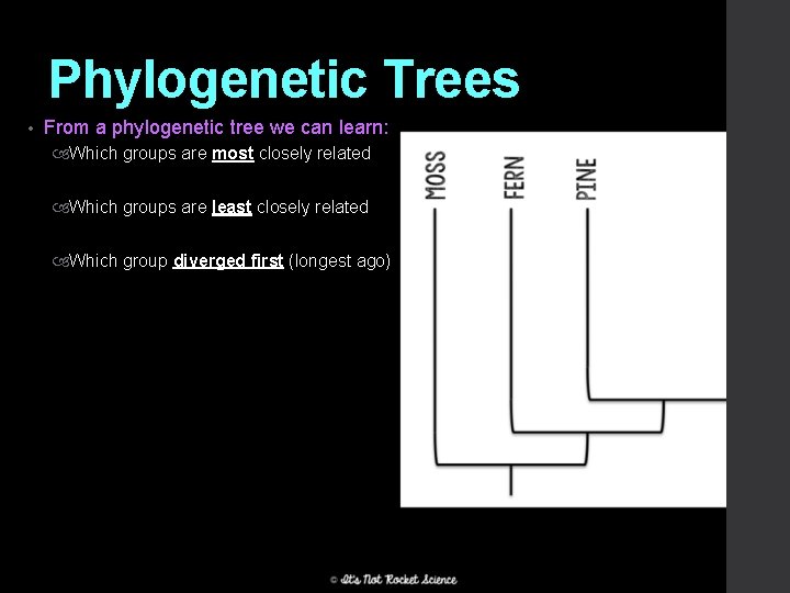 Phylogenetic Trees • From a phylogenetic tree we can learn: Which groups are most