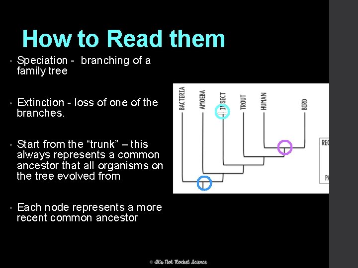 How to Read them • Speciation - branching of a family tree • Extinction