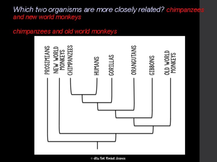 Which two organisms are more closely related? chimpanzees and new world monkeys or chimpanzees