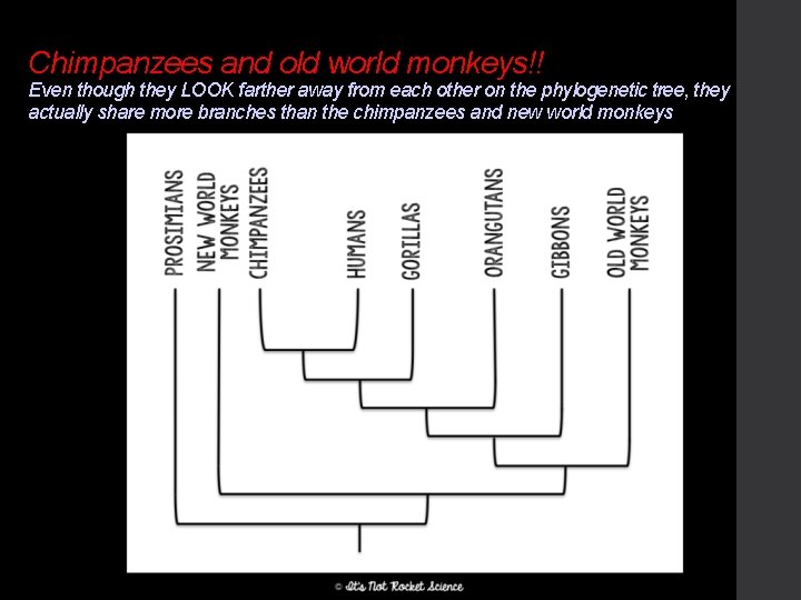 Chimpanzees and old world monkeys!! Even though they LOOK farther away from each other