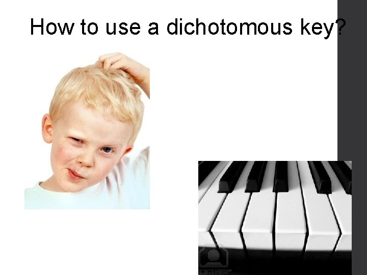 How to use a dichotomous key? 