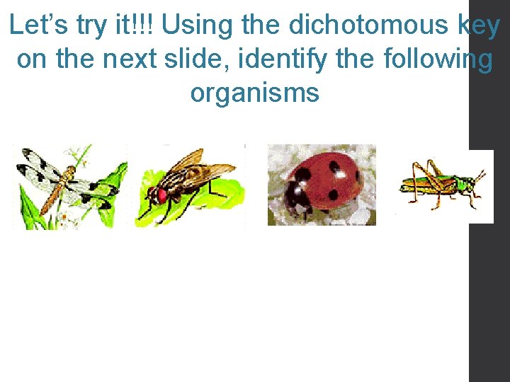 Let’s try it!!! Using the dichotomous key on the next slide, identify the following