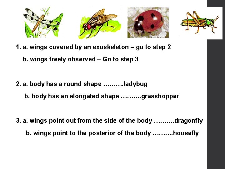 1. a. wings covered by an exoskeleton – go to step 2 b. wings