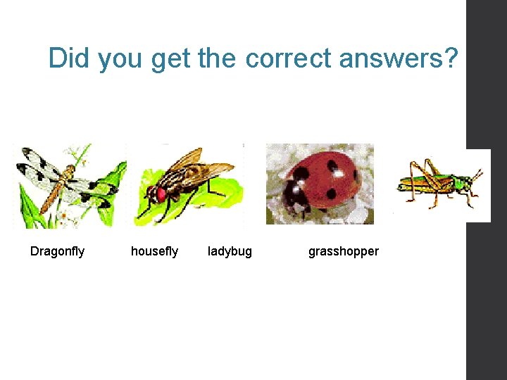 Did you get the correct answers? Dragonfly housefly ladybug grasshopper 