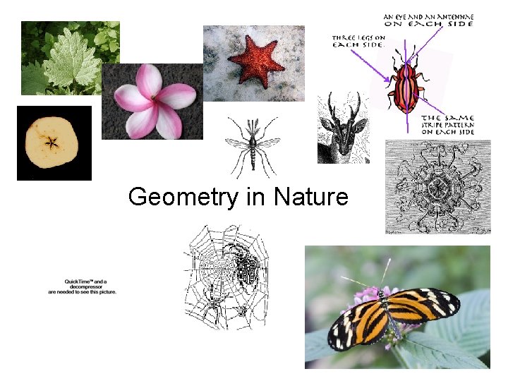 Geometry in Nature 
