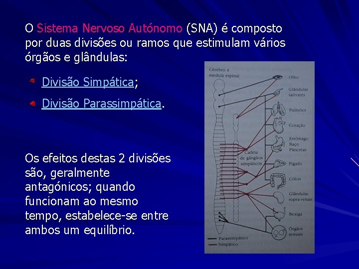 O Sistema Nervoso Autónomo (SNA) é composto por duas divisões ou ramos que estimulam