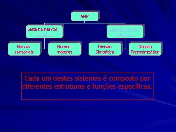 SNP Sistema nervoso somático Nervos sensoriais Nervos motores Sistema nervoso autónomo Divisão Simpática Divisão SNP Sistema nervoso somático Nervos sensoriais Nervos motores Sistema nervoso autónomo Divisão Simpática Divisão