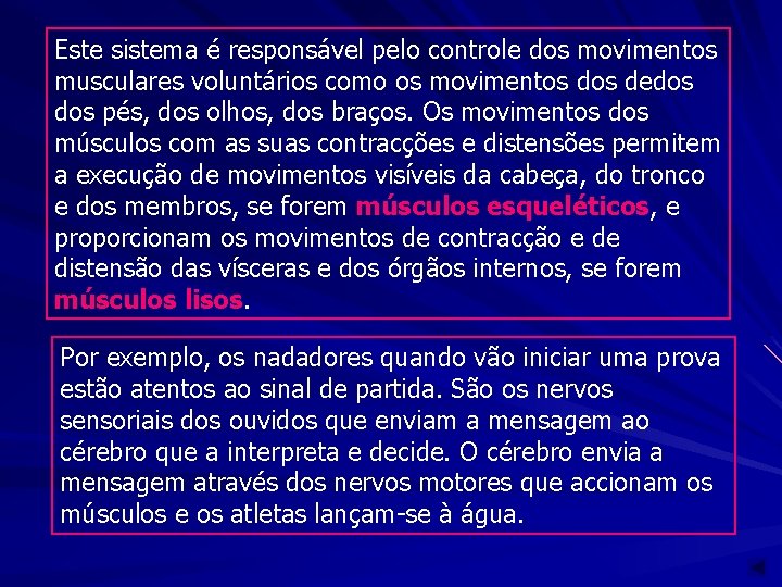 Este sistema é responsável pelo controle dos movimentos musculares voluntários como os movimentos dedos