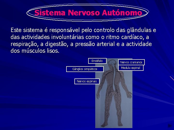 Sistema Nervoso Autónomo Este sistema é responsável pelo controlo das glândulas e das actividades