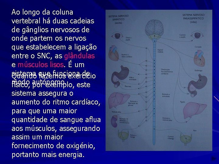 Ao longo da coluna vertebral há duas cadeias de gânglios nervosos de onde partem