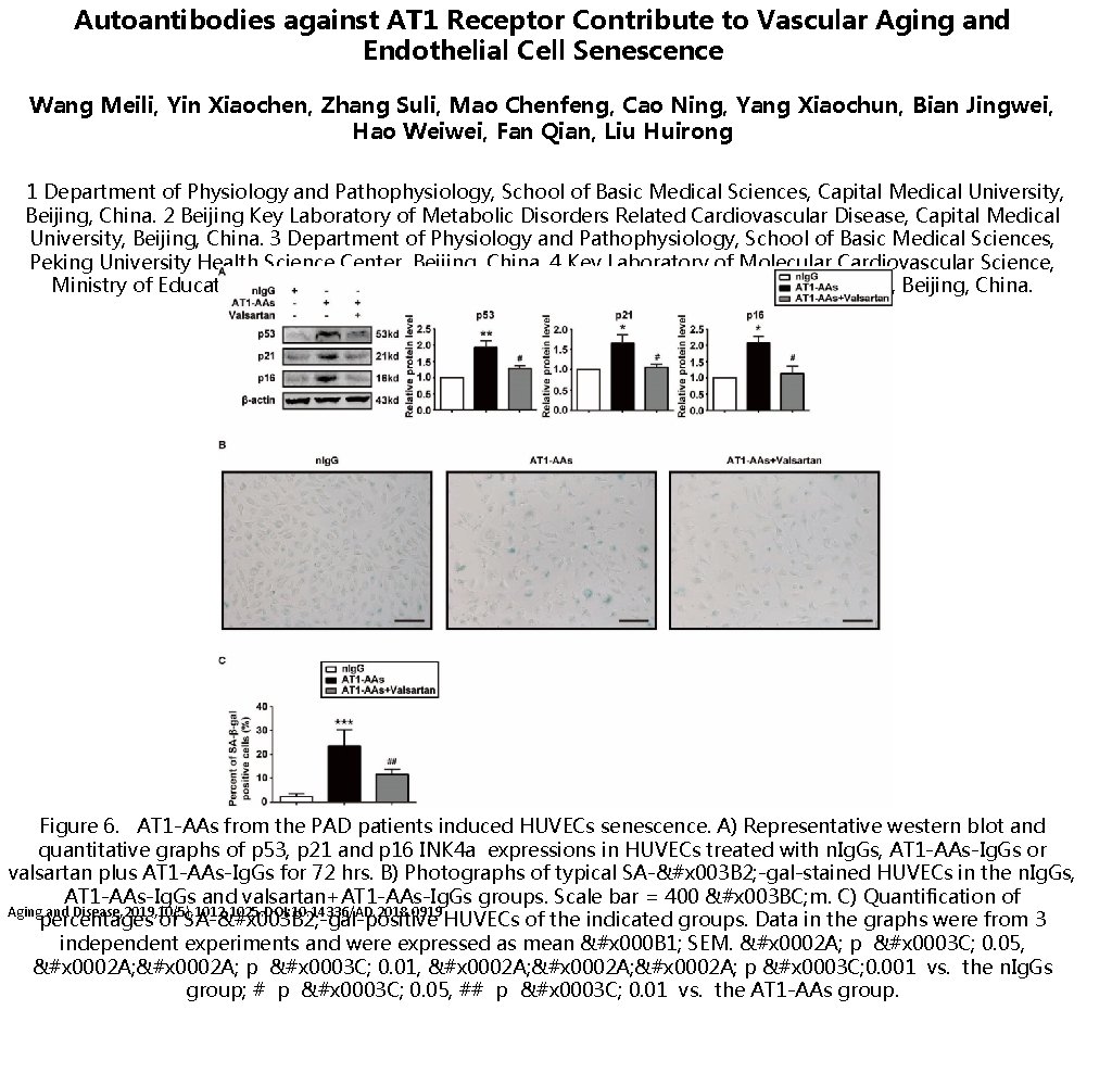 Autoantibodies against AT 1 Receptor Contribute to Vascular Aging and Endothelial Cell Senescence Wang