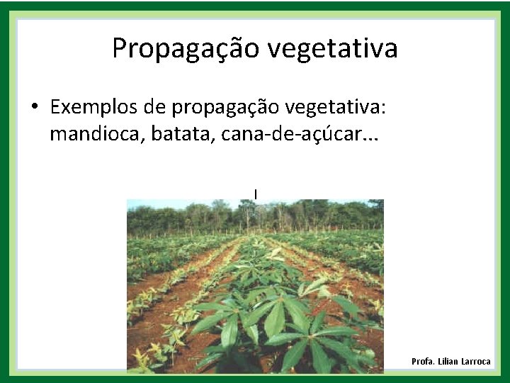 Propagação vegetativa • Exemplos de propagação vegetativa: mandioca, batata, cana-de-açúcar. . . | Profa.