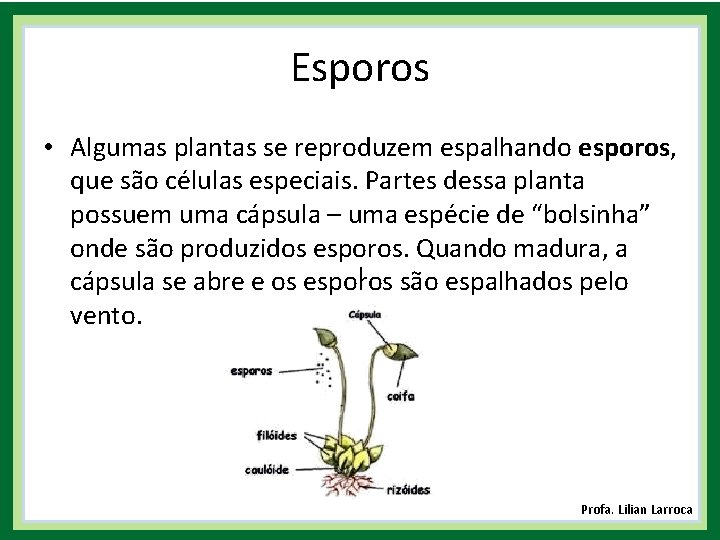Esporos • Algumas plantas se reproduzem espalhando esporos, que são células especiais. Partes dessa