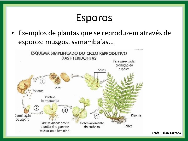Esporos • Exemplos de plantas que se reproduzem através de esporos: musgos, samambaias. .