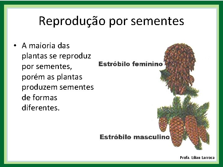 Reprodução por sementes • A maioria das plantas se reproduz por sementes, porém as