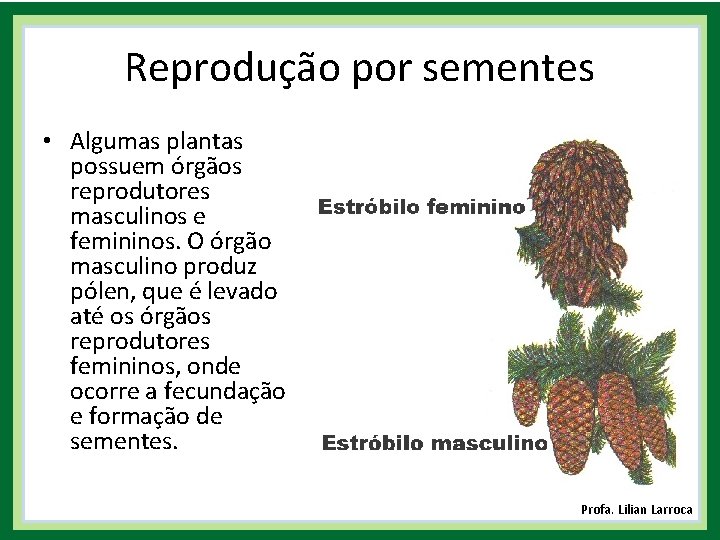 Reprodução por sementes • Algumas plantas possuem órgãos reprodutores masculinos e femininos. O órgão