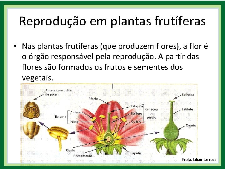 Reprodução em plantas frutíferas • Nas plantas frutíferas (que produzem flores), a flor é