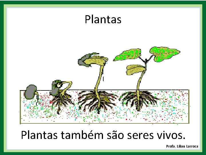 Plantas | Plantas também são seres vivos. Profa. Lilian Larroca 