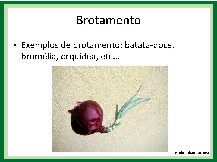 Brotamento • Exemplos de brotamento: batata-doce, bromélia, orquídea, etc. . . | Profa. Lilian
