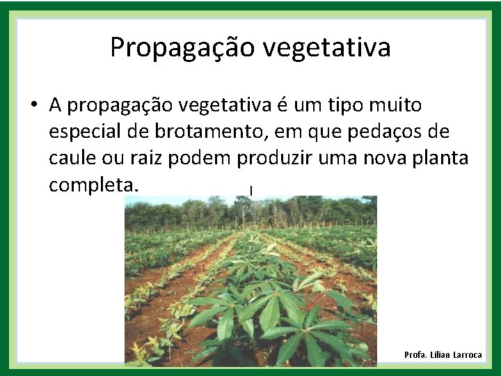 Propagação vegetativa • A propagação vegetativa é um tipo muito especial de brotamento, em