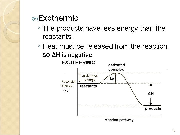  Exothermic ◦ The products have less energy than the reactants. ◦ Heat must
