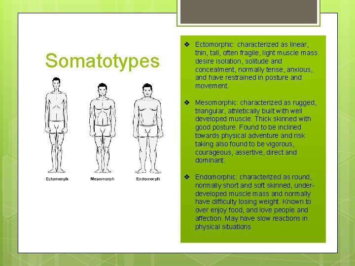 Somatotypes v Ectomorphic: characterized as linear, thin, tall, often fragile, light muscle mass. desire