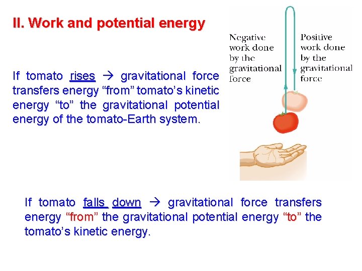 II. Work and potential energy If tomato rises gravitational force transfers energy “from” tomato’s