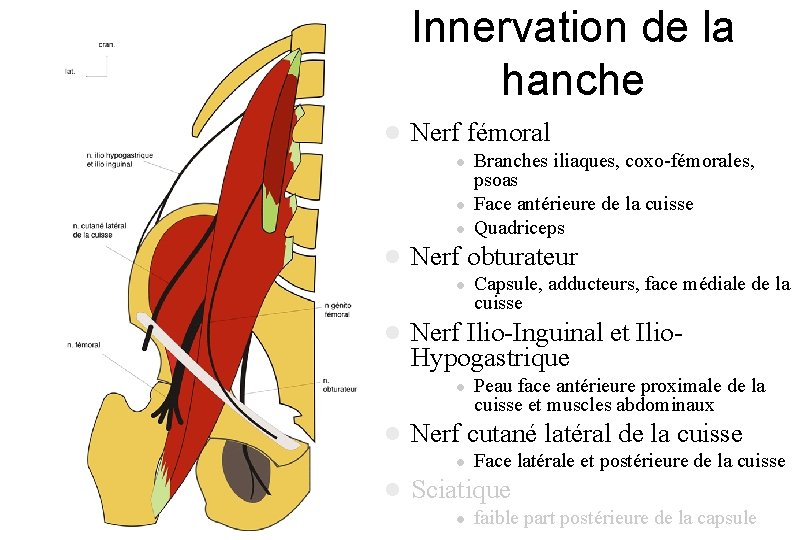 Innervation de la hanche l Nerf fémoral l l Nerf obturateur l l Peau Innervation de la hanche l Nerf fémoral l l Nerf obturateur l l Peau