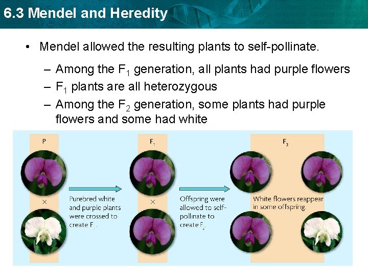 6. 3 Mendel and Heredity • Mendel allowed the resulting plants to self-pollinate. – 6. 3 Mendel and Heredity • Mendel allowed the resulting plants to self-pollinate. –