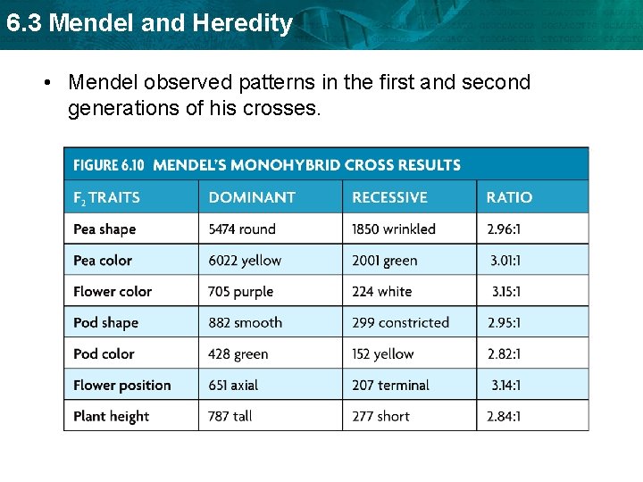 6. 3 Mendel and Heredity • Mendel observed patterns in the first and second 6. 3 Mendel and Heredity • Mendel observed patterns in the first and second