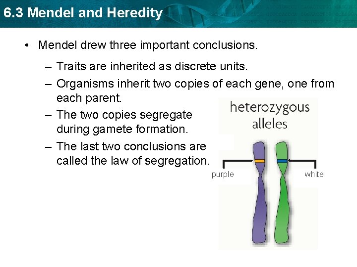 6. 3 Mendel and Heredity • Mendel drew three important conclusions. – Traits are 6. 3 Mendel and Heredity • Mendel drew three important conclusions. – Traits are