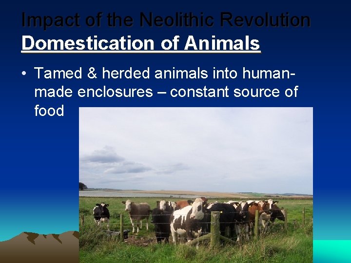 Impact of the Neolithic Revolution Domestication of Animals • Tamed & herded animals into Impact of the Neolithic Revolution Domestication of Animals • Tamed & herded animals into