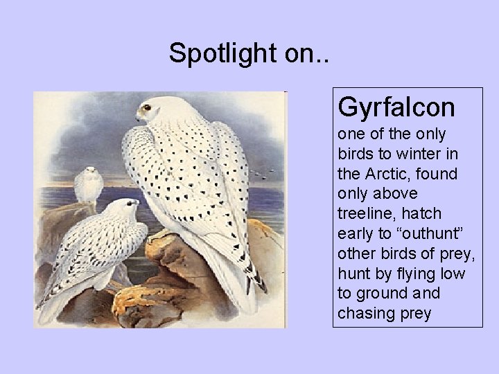 Spotlight on. . Gyrfalcon one of the only birds to winter in the Arctic, Spotlight on. . Gyrfalcon one of the only birds to winter in the Arctic,