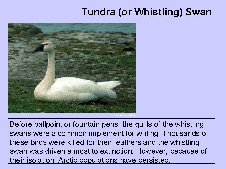 Tundra (or Whistling) Swan arctic. uoguelph. ca Before ballpoint or fountain pens, the quills Tundra (or Whistling) Swan arctic. uoguelph. ca Before ballpoint or fountain pens, the quills