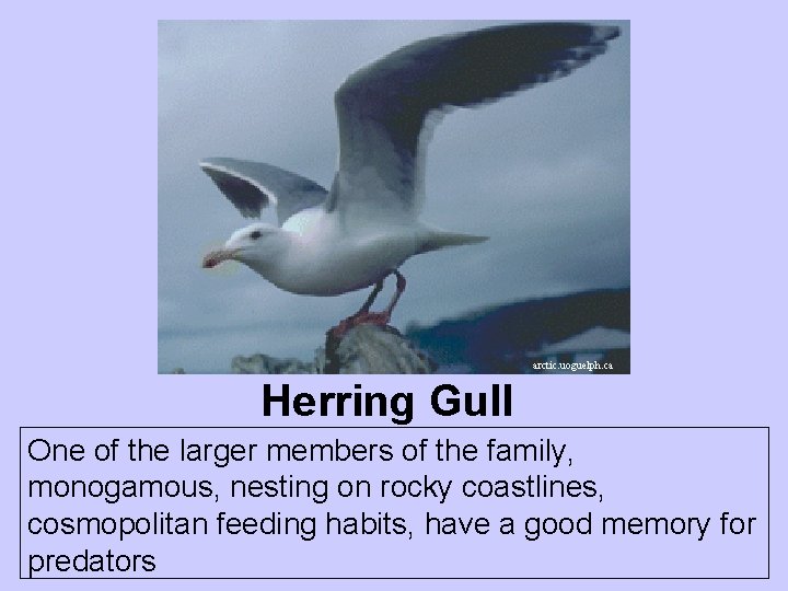 arctic. uoguelph. ca Herring Gull One of the larger members of the family, monogamous, arctic. uoguelph. ca Herring Gull One of the larger members of the family, monogamous,