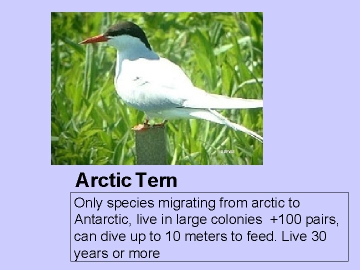 USFWS Arctic Tern Only species migrating from arctic to Antarctic, live in large colonies USFWS Arctic Tern Only species migrating from arctic to Antarctic, live in large colonies