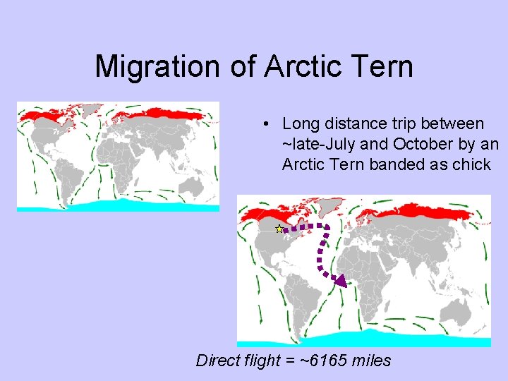 Migration of Arctic Tern • Long distance trip between ~late-July and October by an Migration of Arctic Tern • Long distance trip between ~late-July and October by an