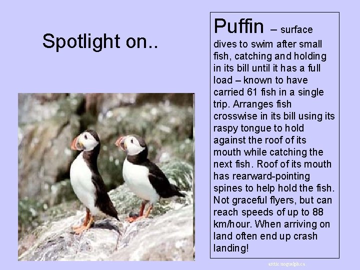 Spotlight on. . Puffin – surface dives to swim after small fish, catching and Spotlight on. . Puffin – surface dives to swim after small fish, catching and