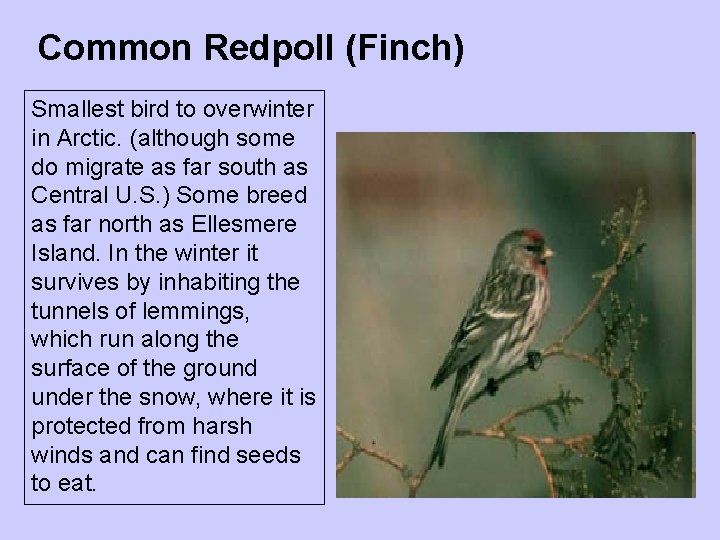 Common Redpoll (Finch) Smallest bird to overwinter in Arctic. (although some do migrate as Common Redpoll (Finch) Smallest bird to overwinter in Arctic. (although some do migrate as